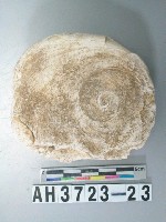 藏品(螺蓋製貝刮器)的圖片